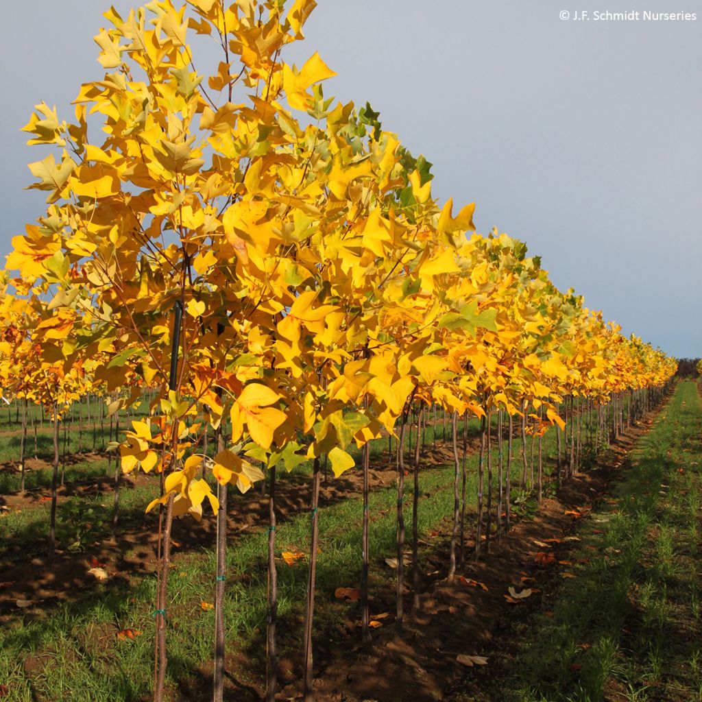Liriodendron tulipifera Emerald City