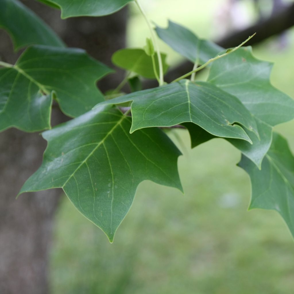 Liriodendron tulipifera