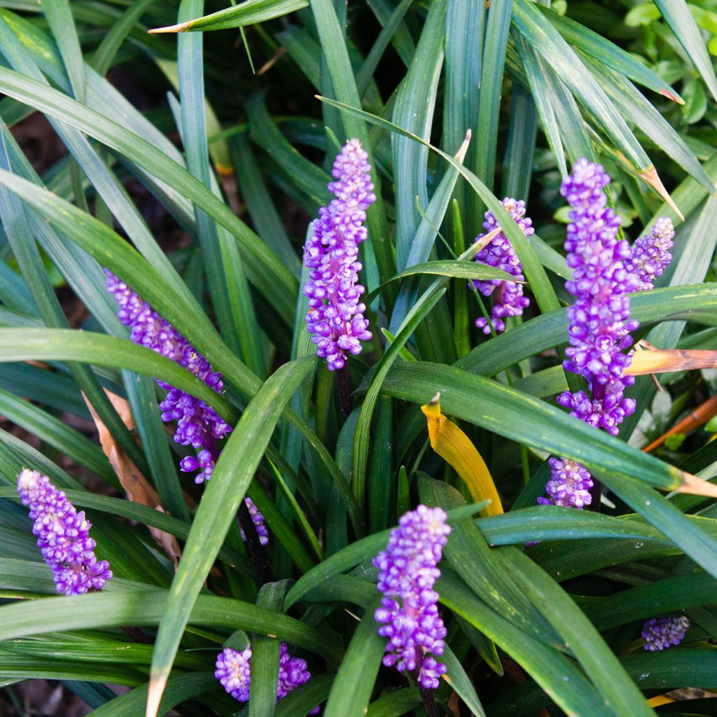 Líriope muscari