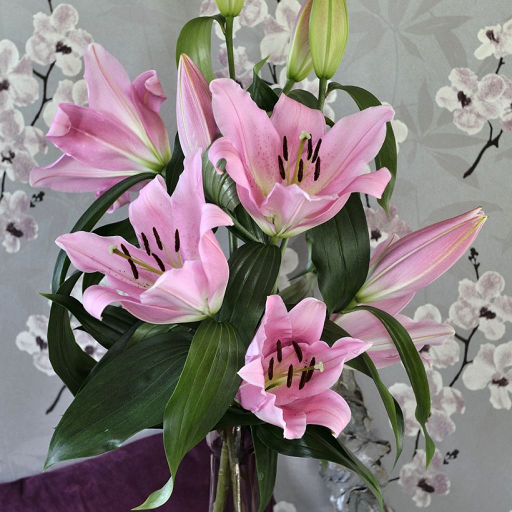 Lírio oriental Bellamonte