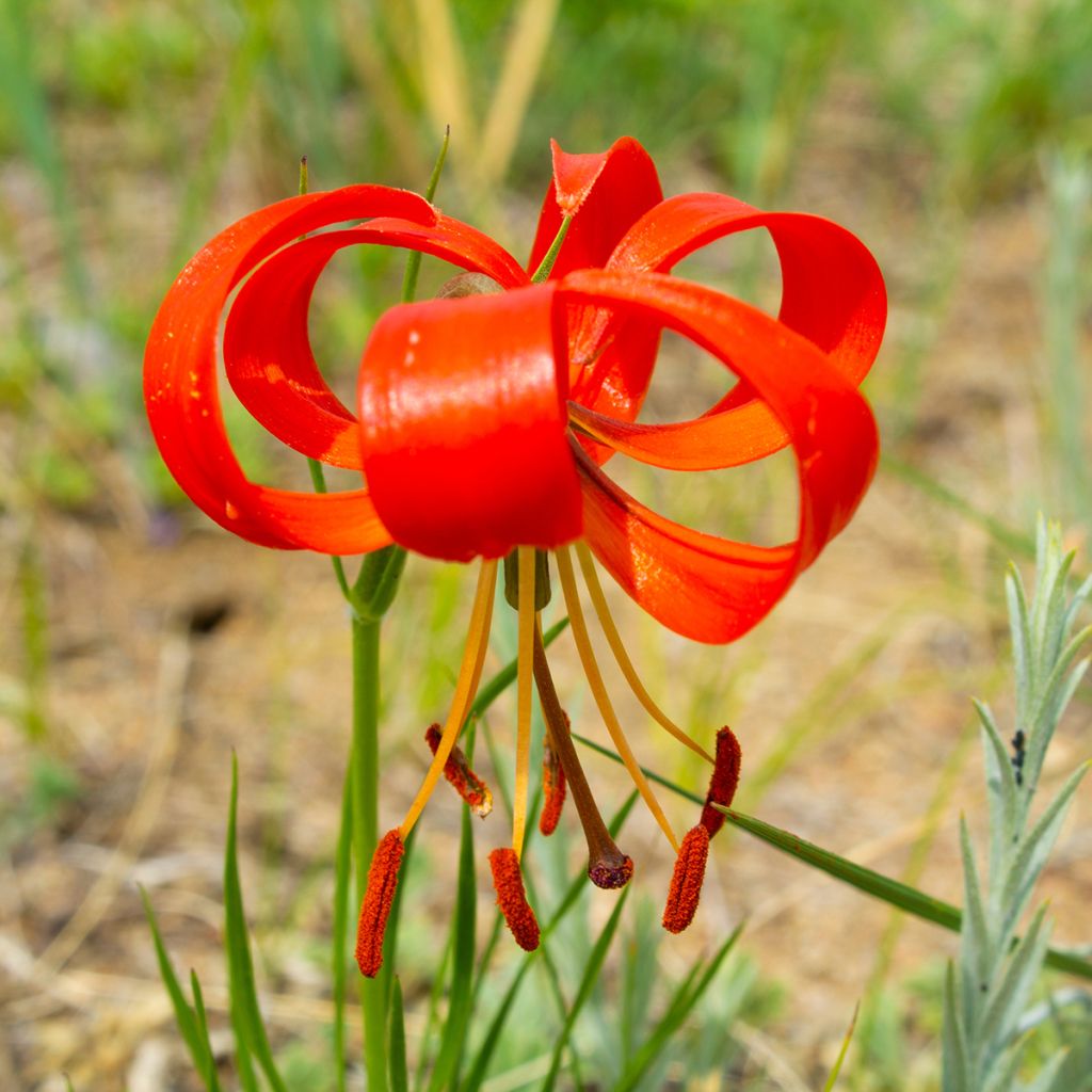 Lis botanique corail - Lilium pumilum