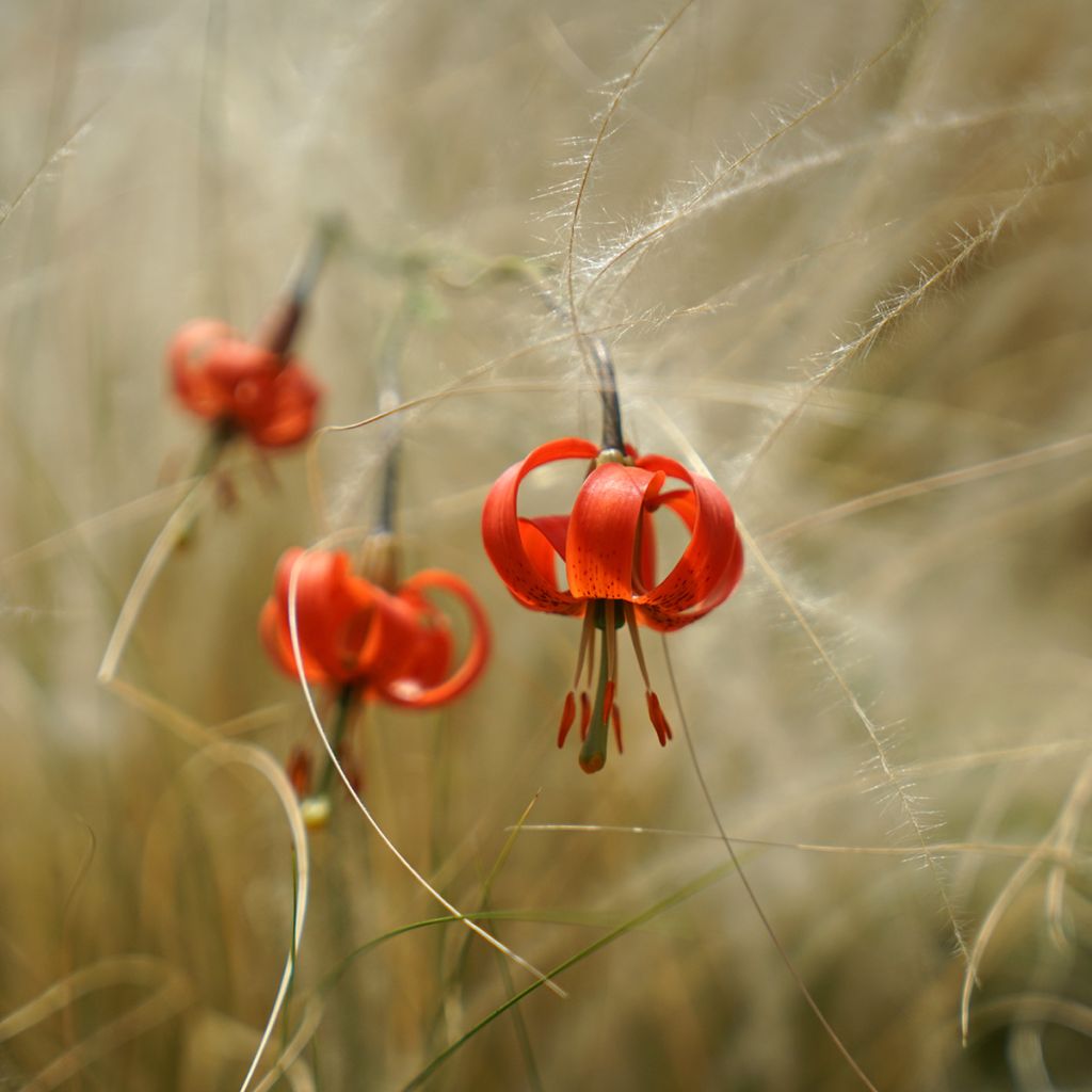 Lis botanique corail - Lilium pumilum