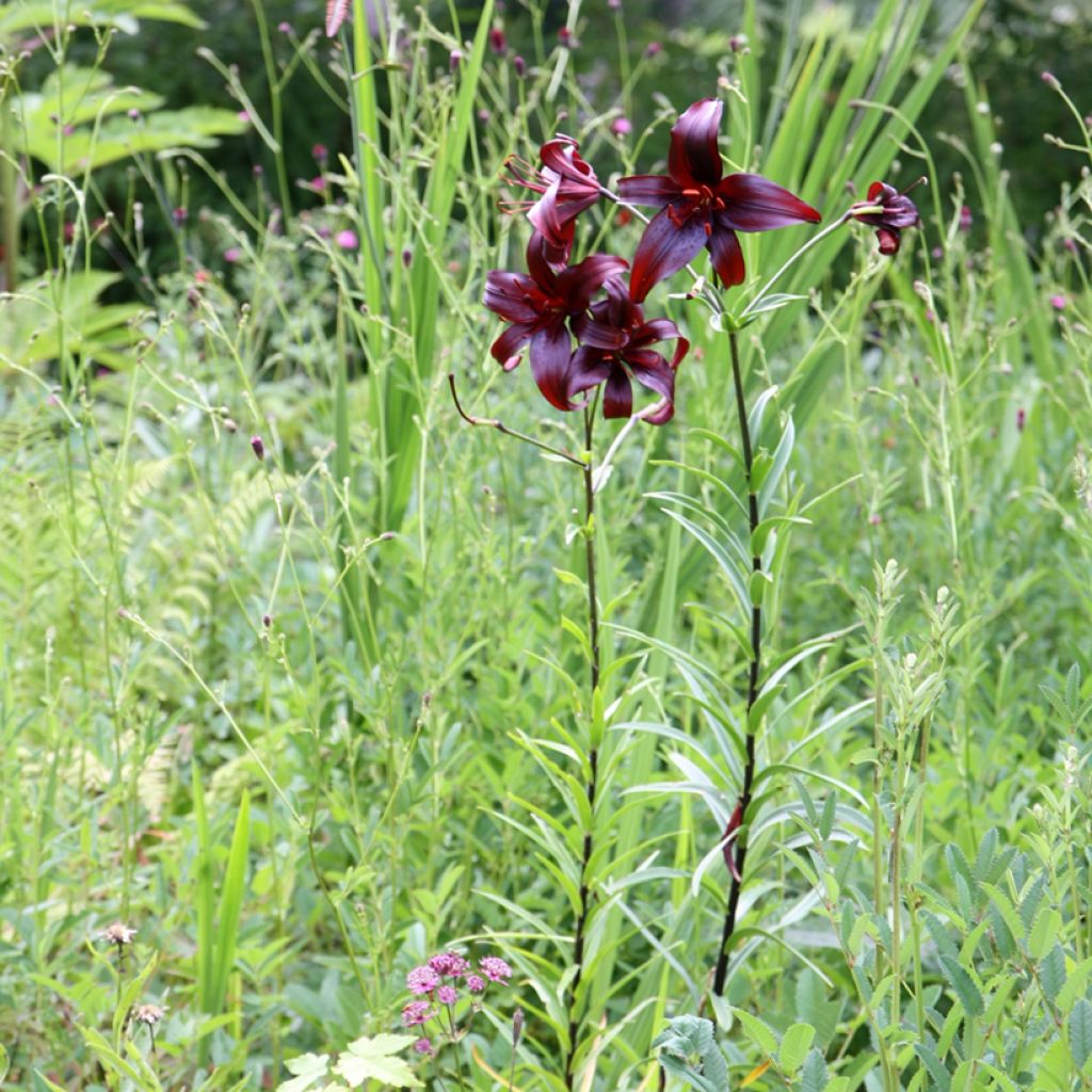 Lírio oriental Night Flyers'