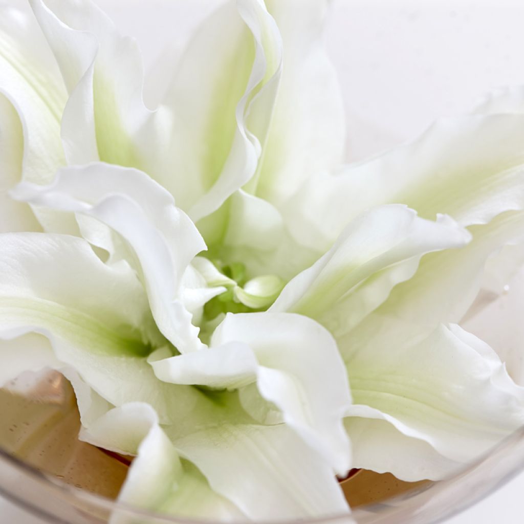 Lírio oriental Roselily Aisha