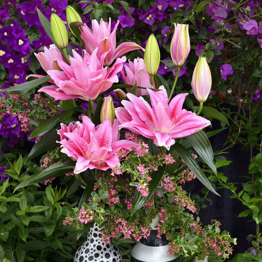 Lírio oriental Roselily Viola