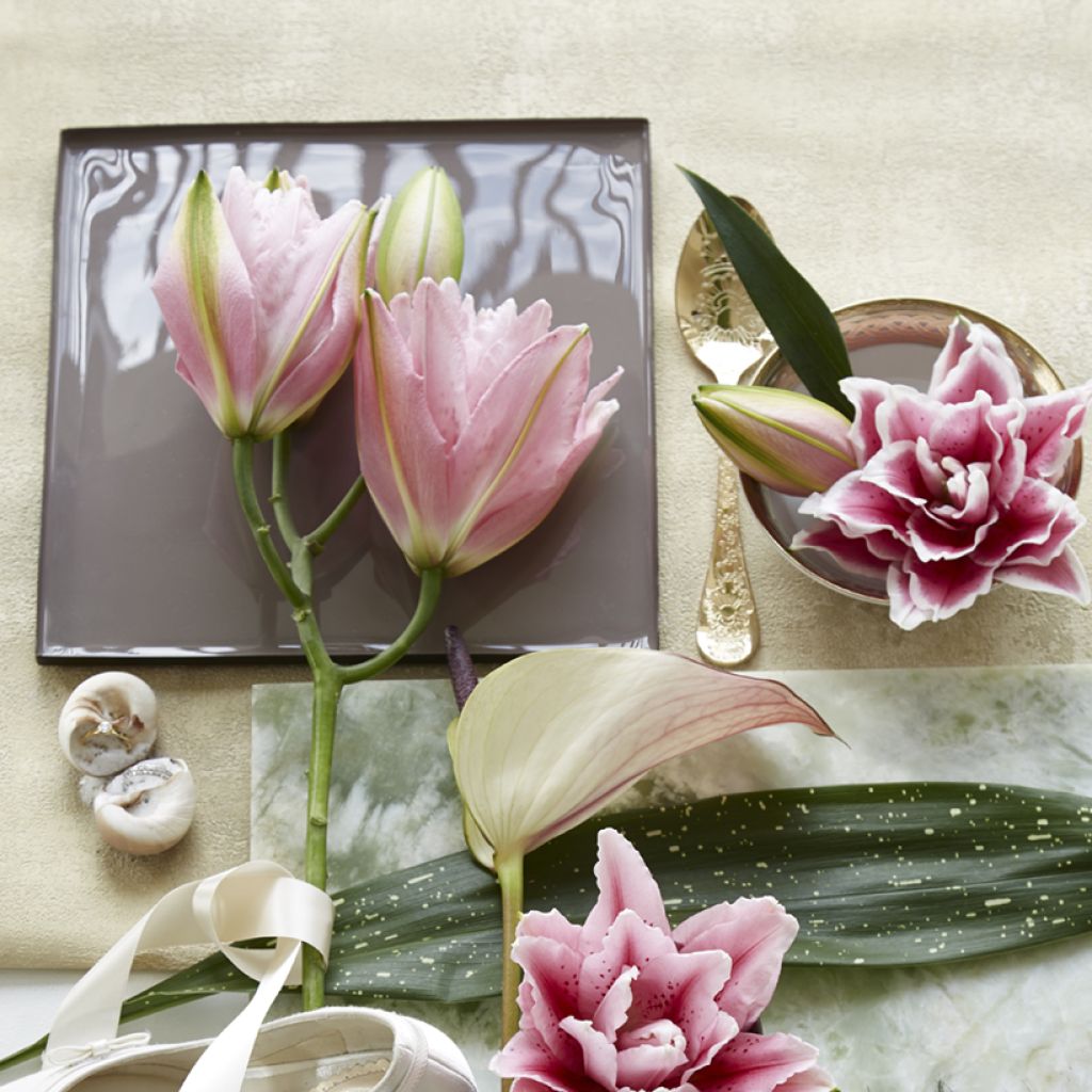 Lírio oriental Roselily Viola