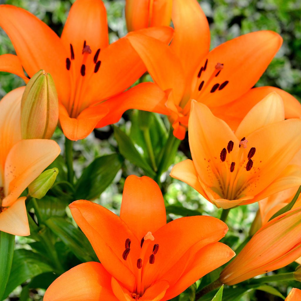 Lírio da Páscoa Surfside