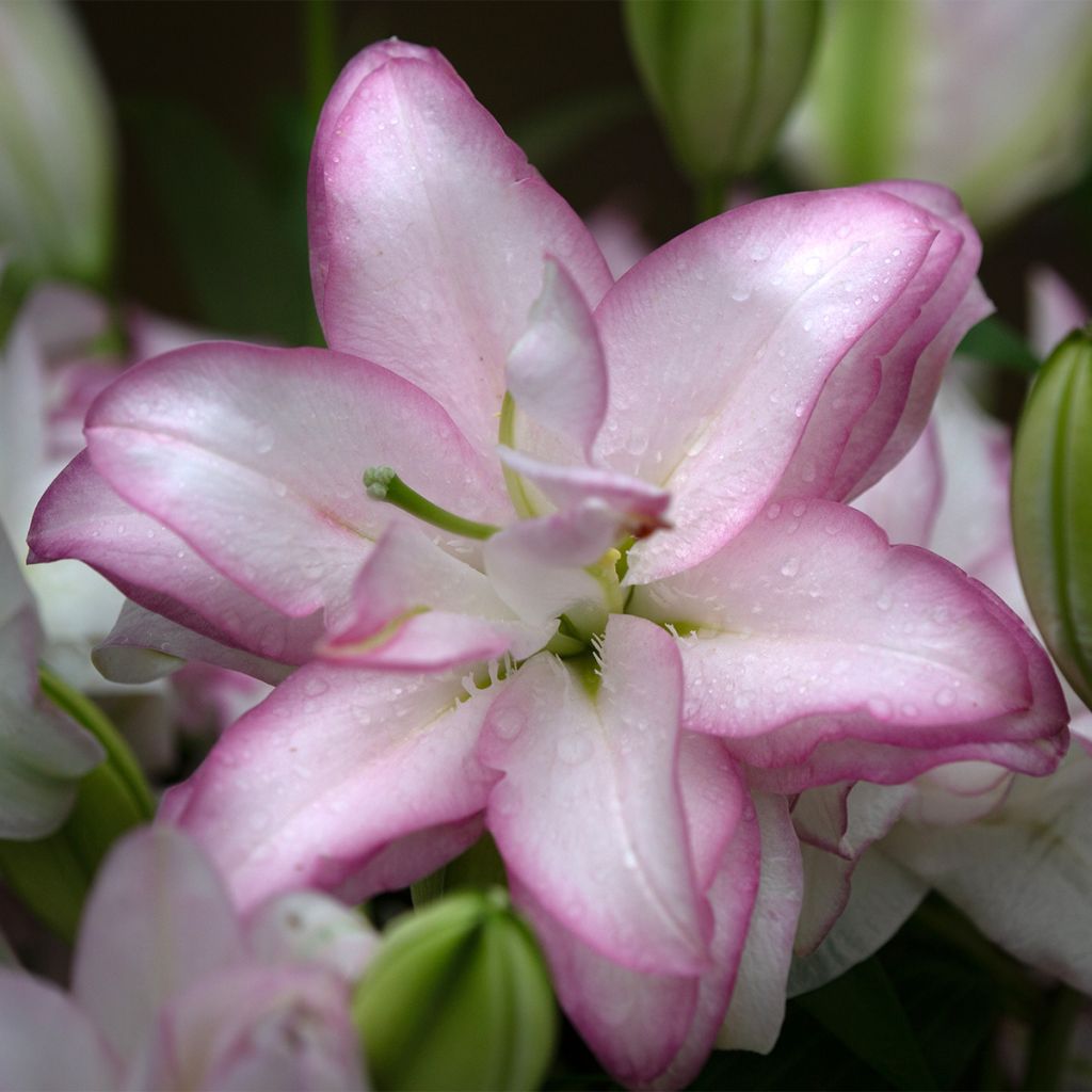 Lírio oriental Roselily Anouska