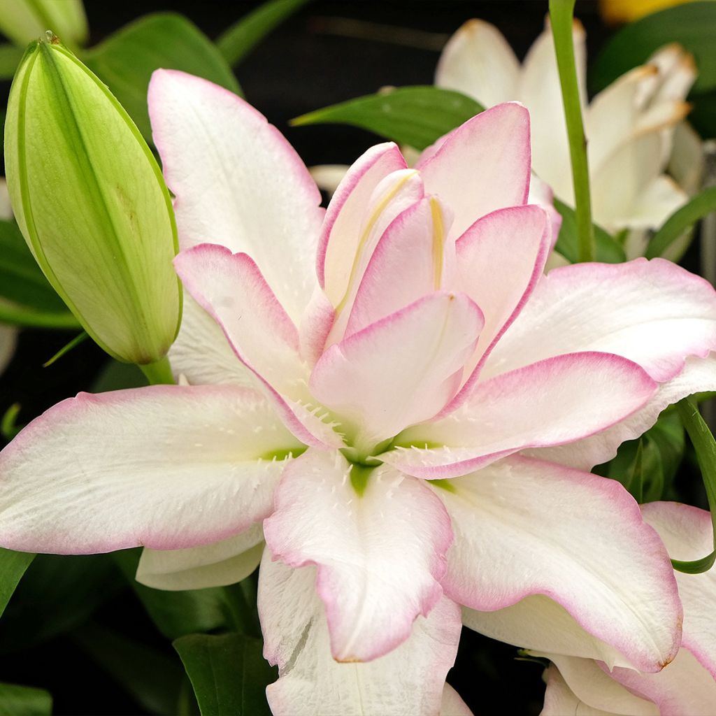 Lírio oriental Roselily Anouska