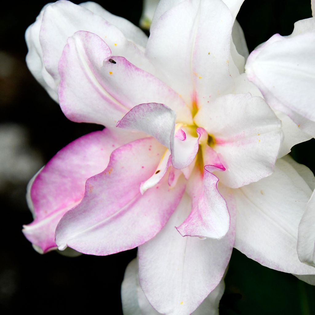 Lírio oriental Roselily Anouska