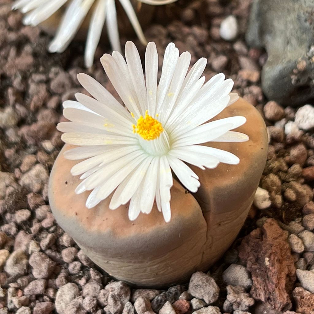 Lithops Pebble Plants Mixed em sementes