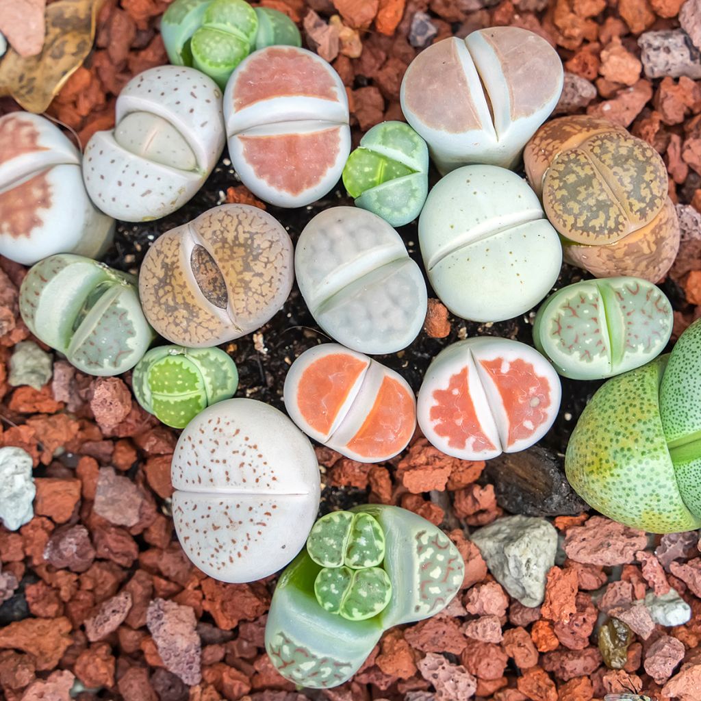 Lithops Pebble Plants Mixed em sementes