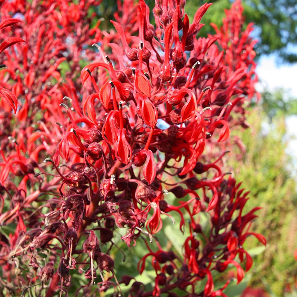 Lobélia tupa em sementes