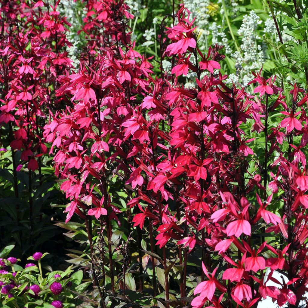 Lobelia speciosa Russian Princess