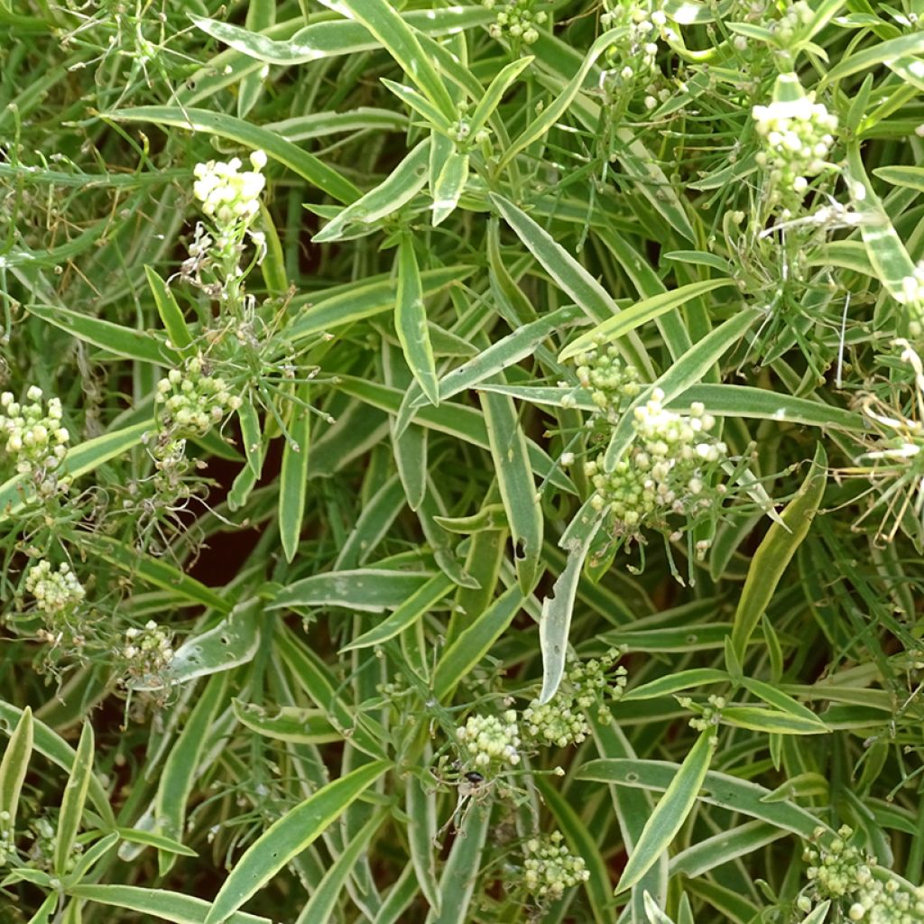 Alisso Primavera Princess