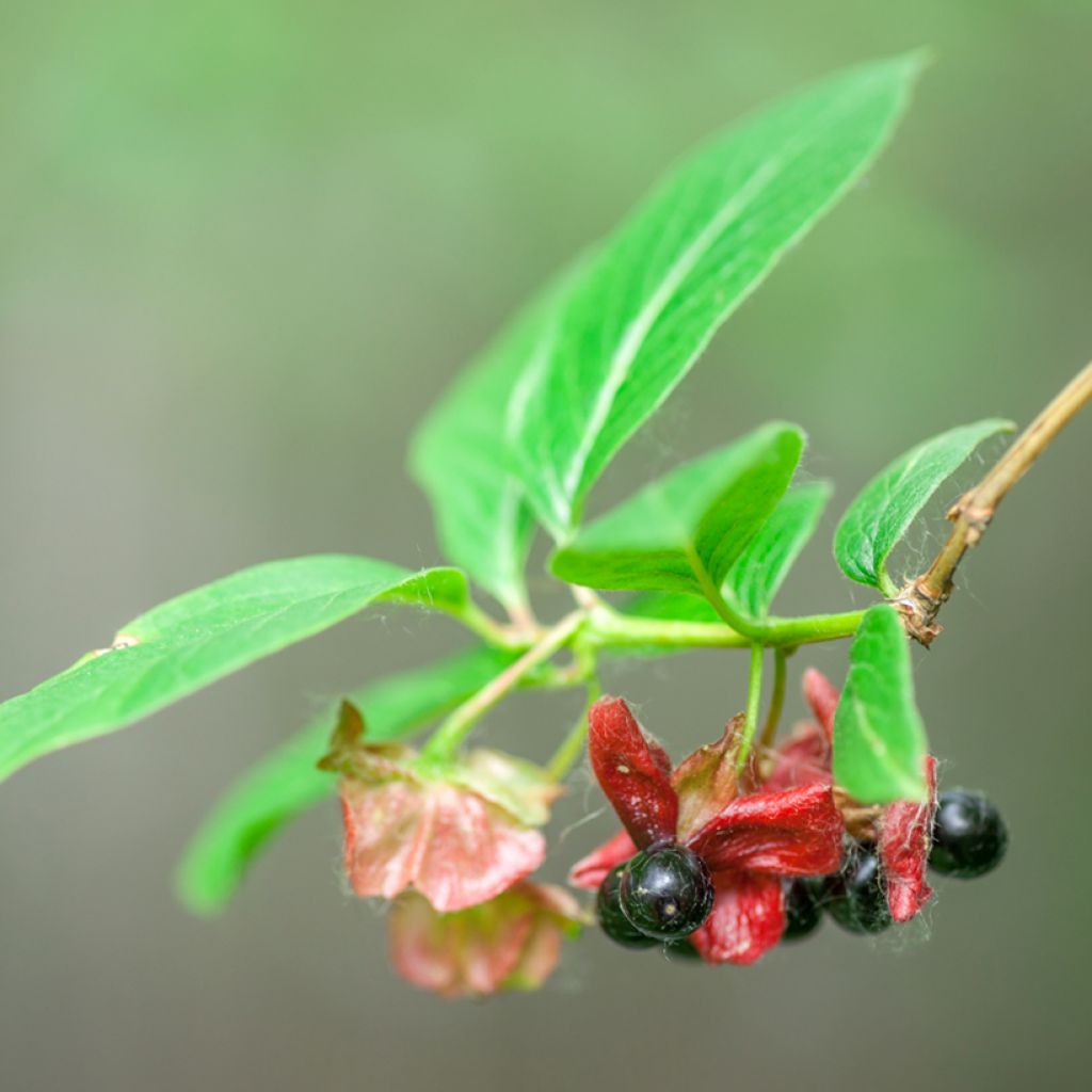 Lonicera involucrata var. ledebourii