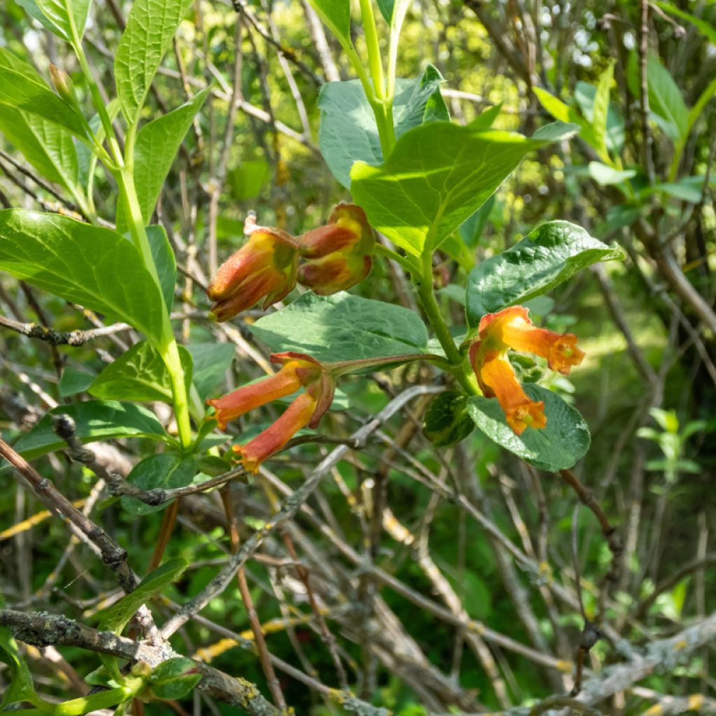 Lonicera involucrata var. ledebourii