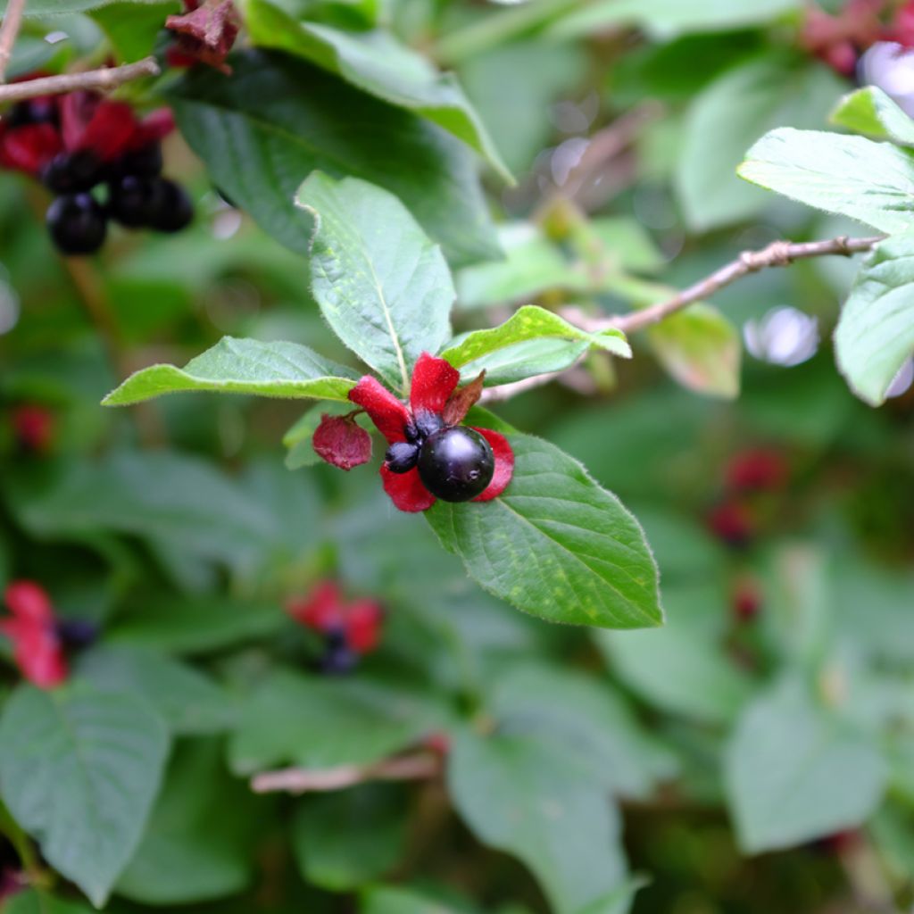 Lonicera involucrata var. ledebourii