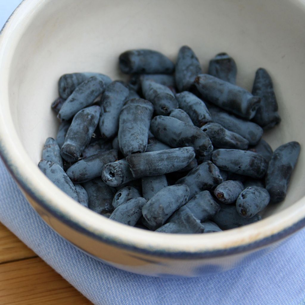 Madressilva azul Fialka - Lonicera caerulea