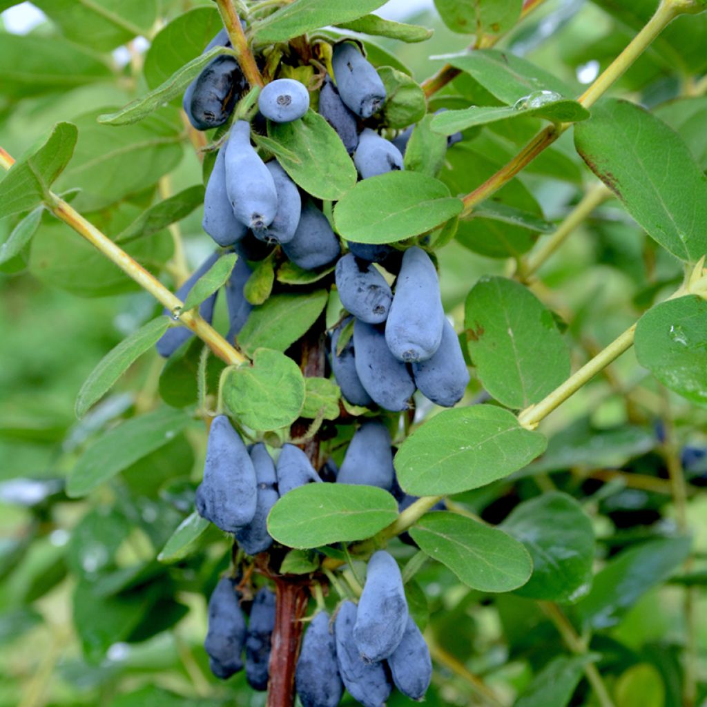 Madressilva azul Siniczka  - Lonicera caerulea
