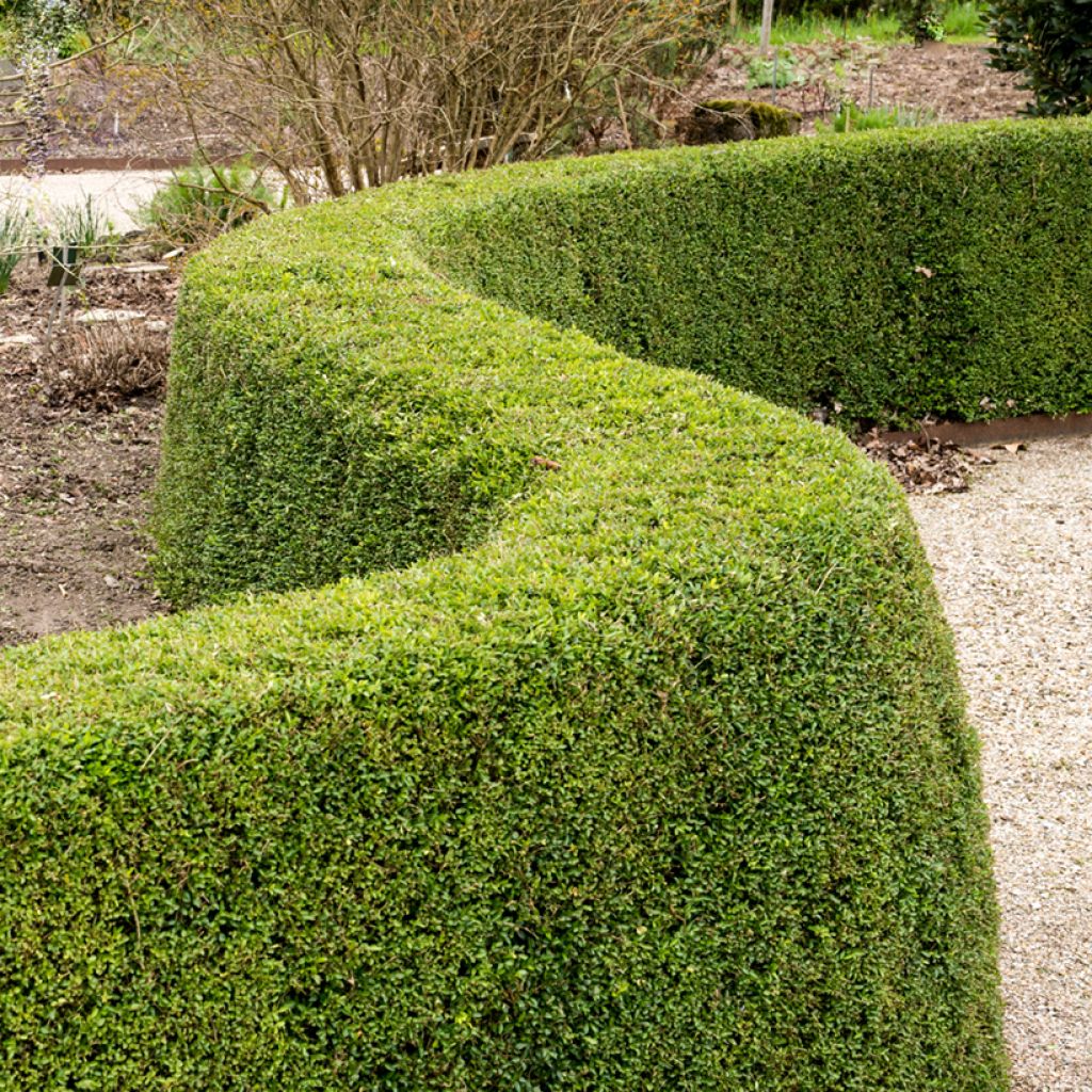 Lonicera nitida Elegant