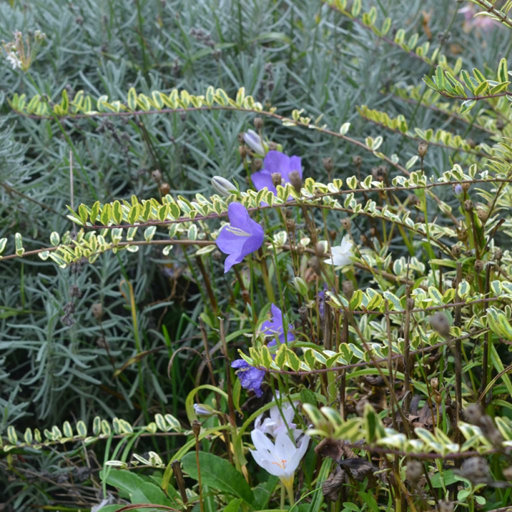 Lonicera nitida Lemon Beauty
