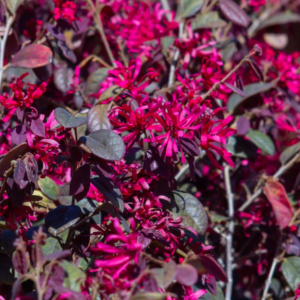 Loropetalum chinense var. rubrum Rose in Black