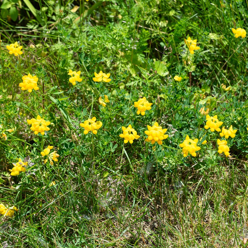 Lotus corniculatus - Cornichão