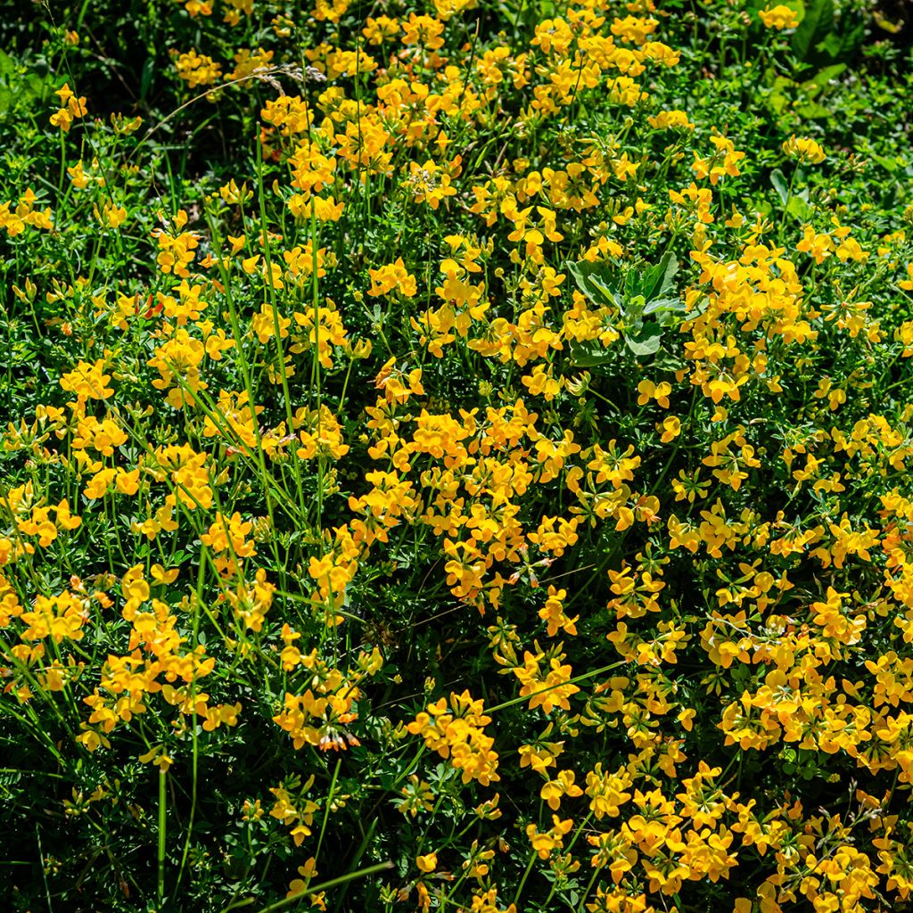 Lotus corniculatus - Cornichão
