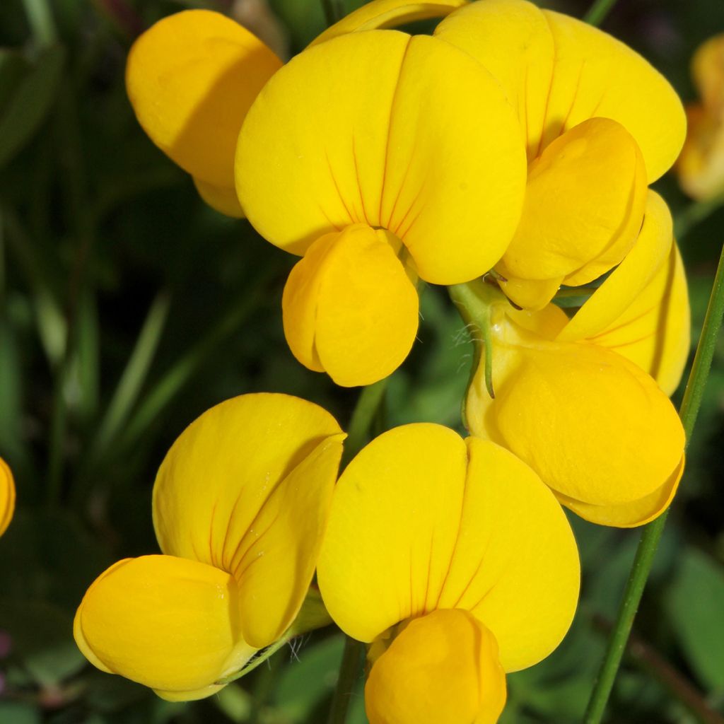 Lotus corniculatus - Cornichão