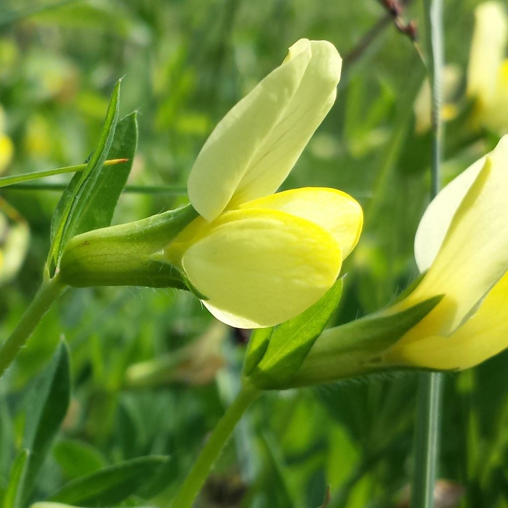 Lotus maritimus, Lotier
