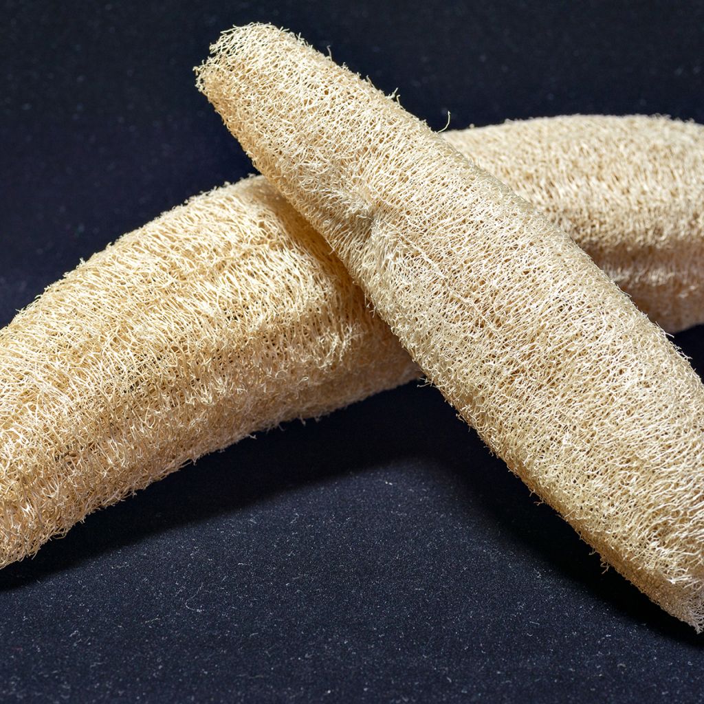Bucha-vegetal - Luffa cylindrica