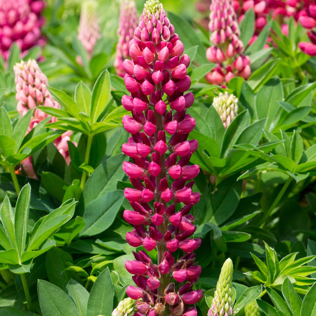 Lupinus Gallery Vermelho