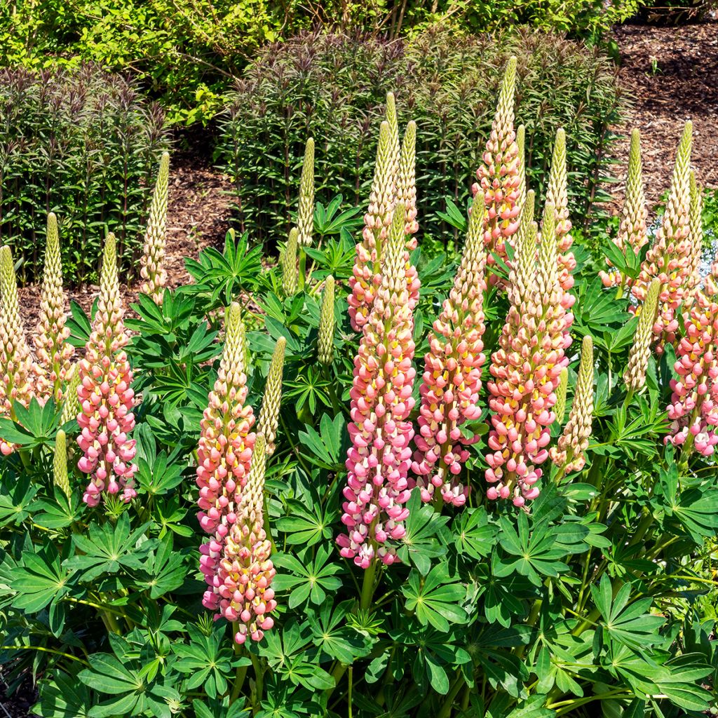 Lupinus The Châtelaine