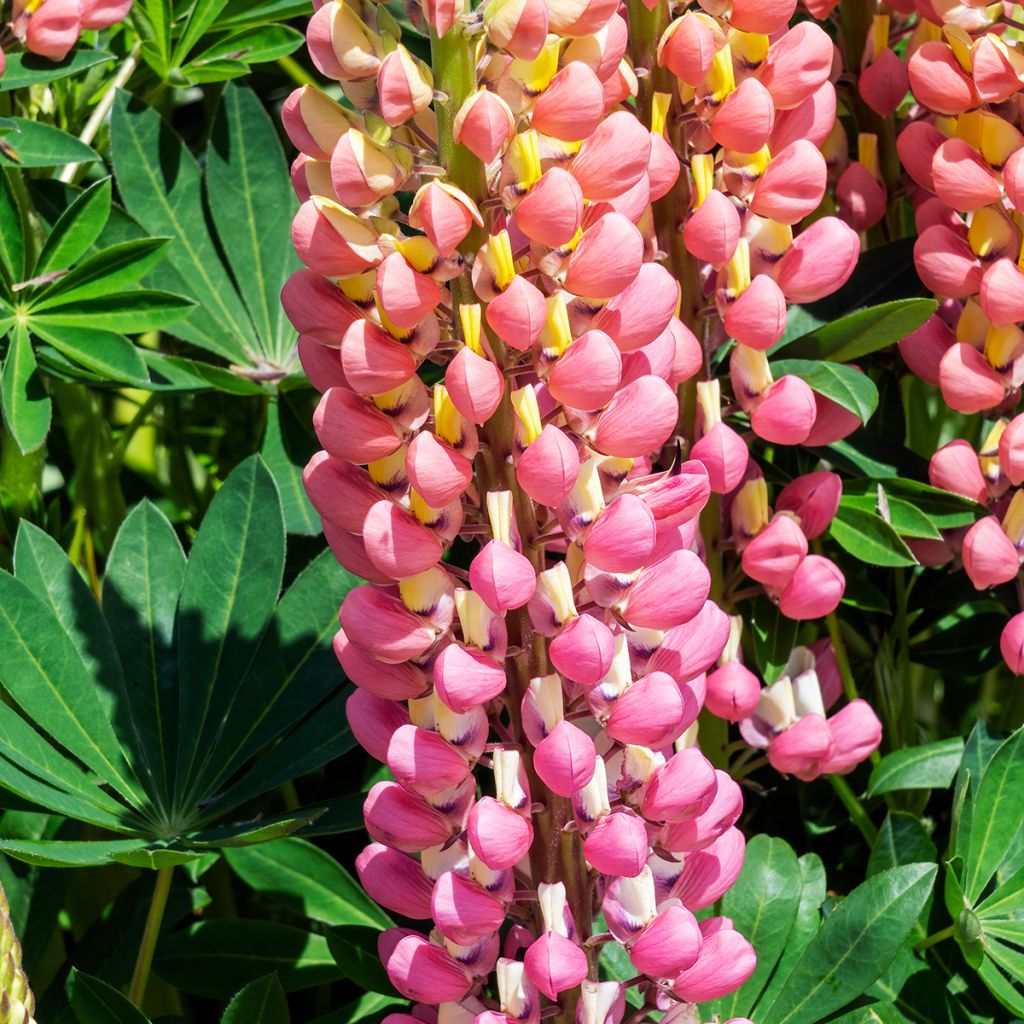 Lupinus The Châtelaine