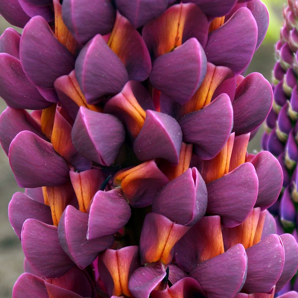 Lupinus West Country Masterpiece