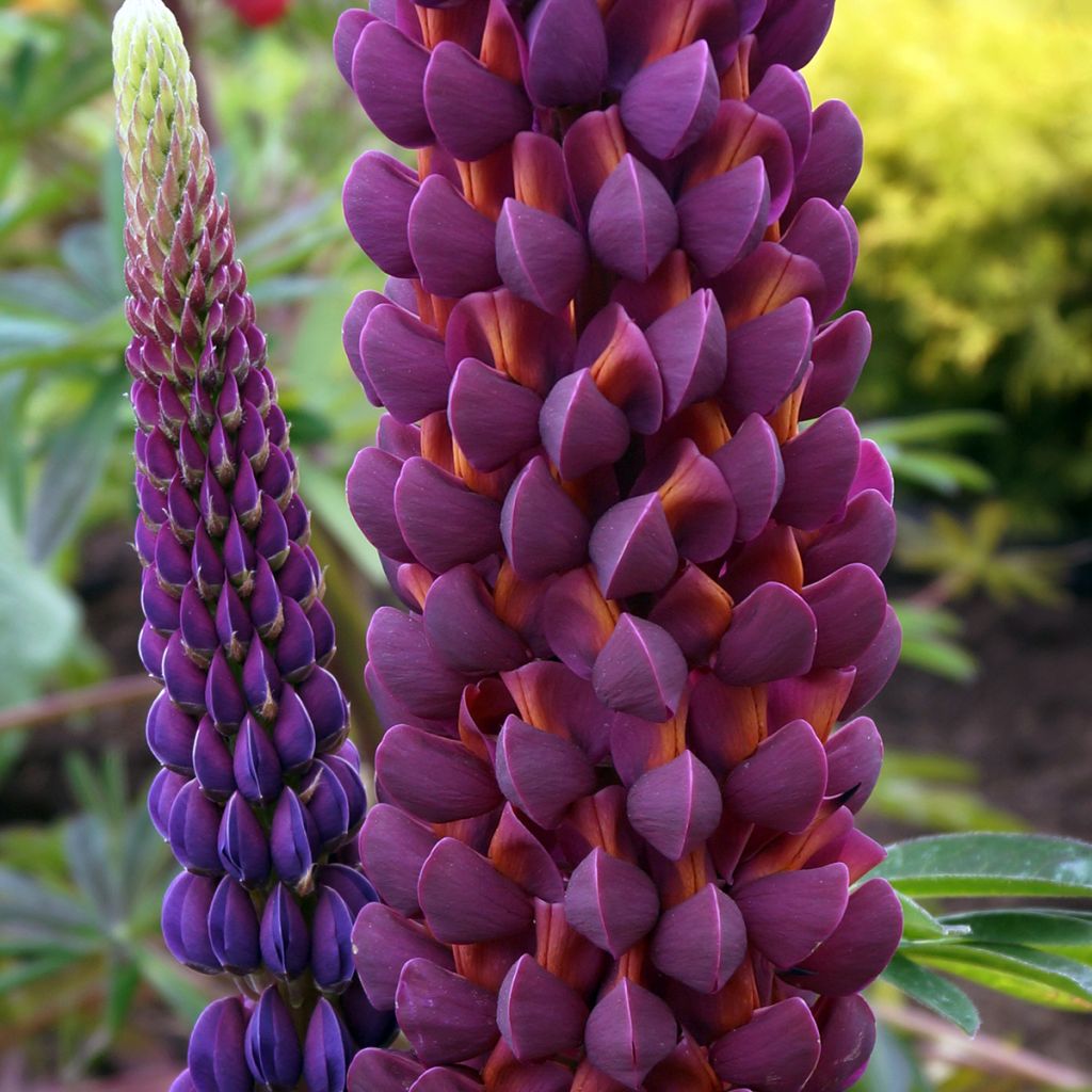 Lupinus West Country Masterpiece