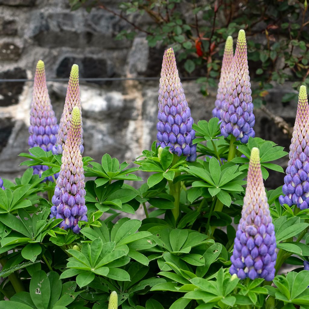 Lupinus West Country Persian Slipper