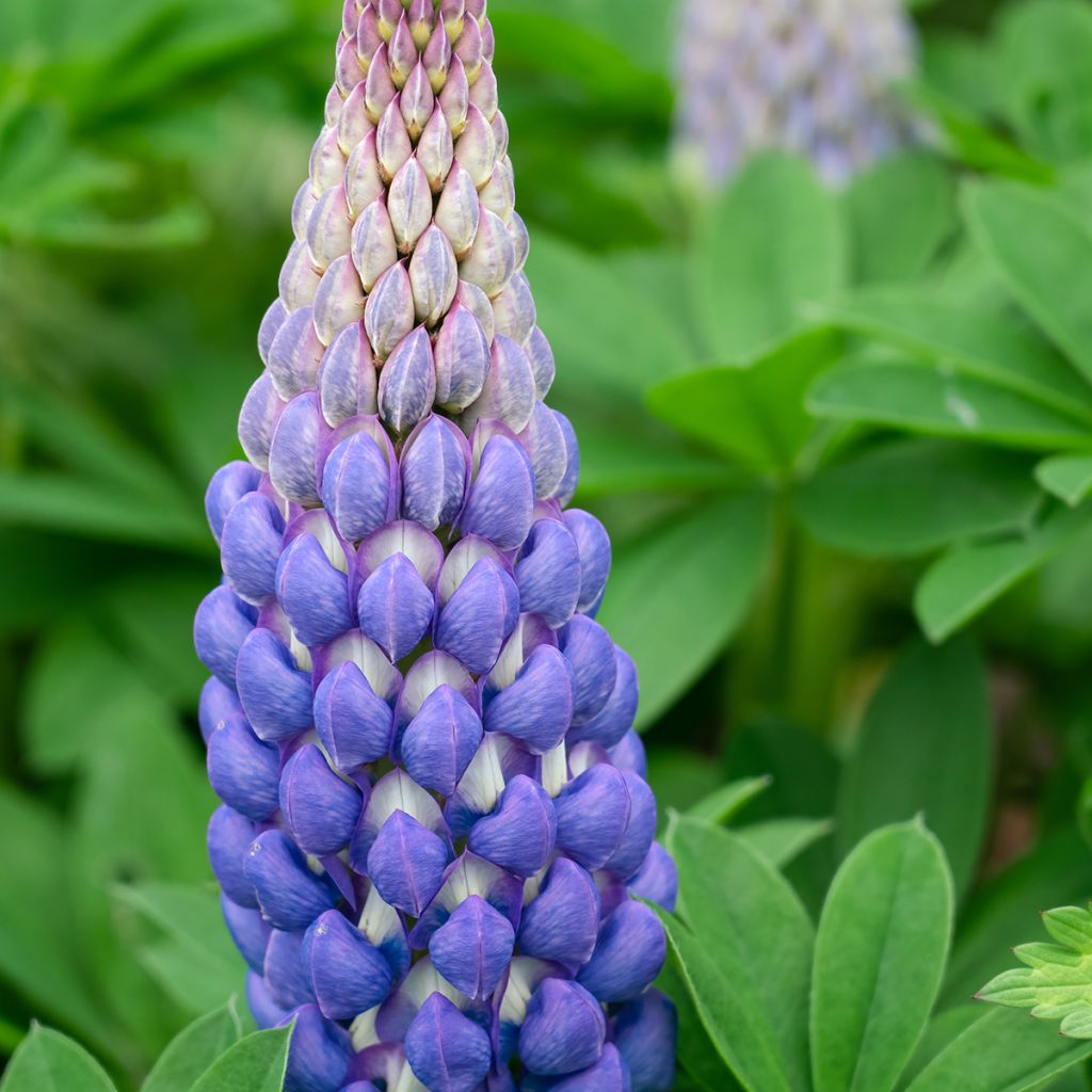 Lupinus West Country Persian Slipper