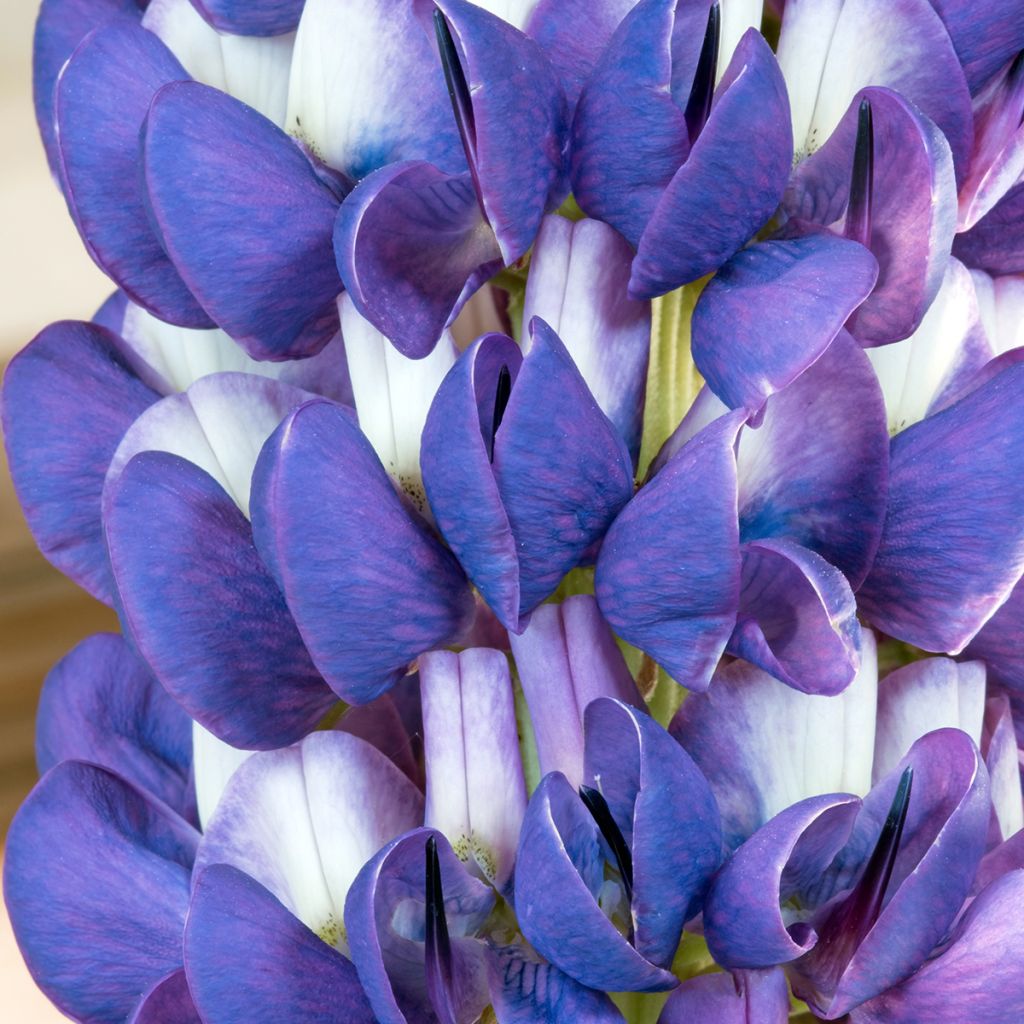 Lupinus West Country Persian Slipper