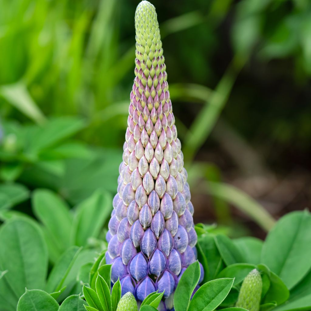 Lupinus West Country Persian Slipper