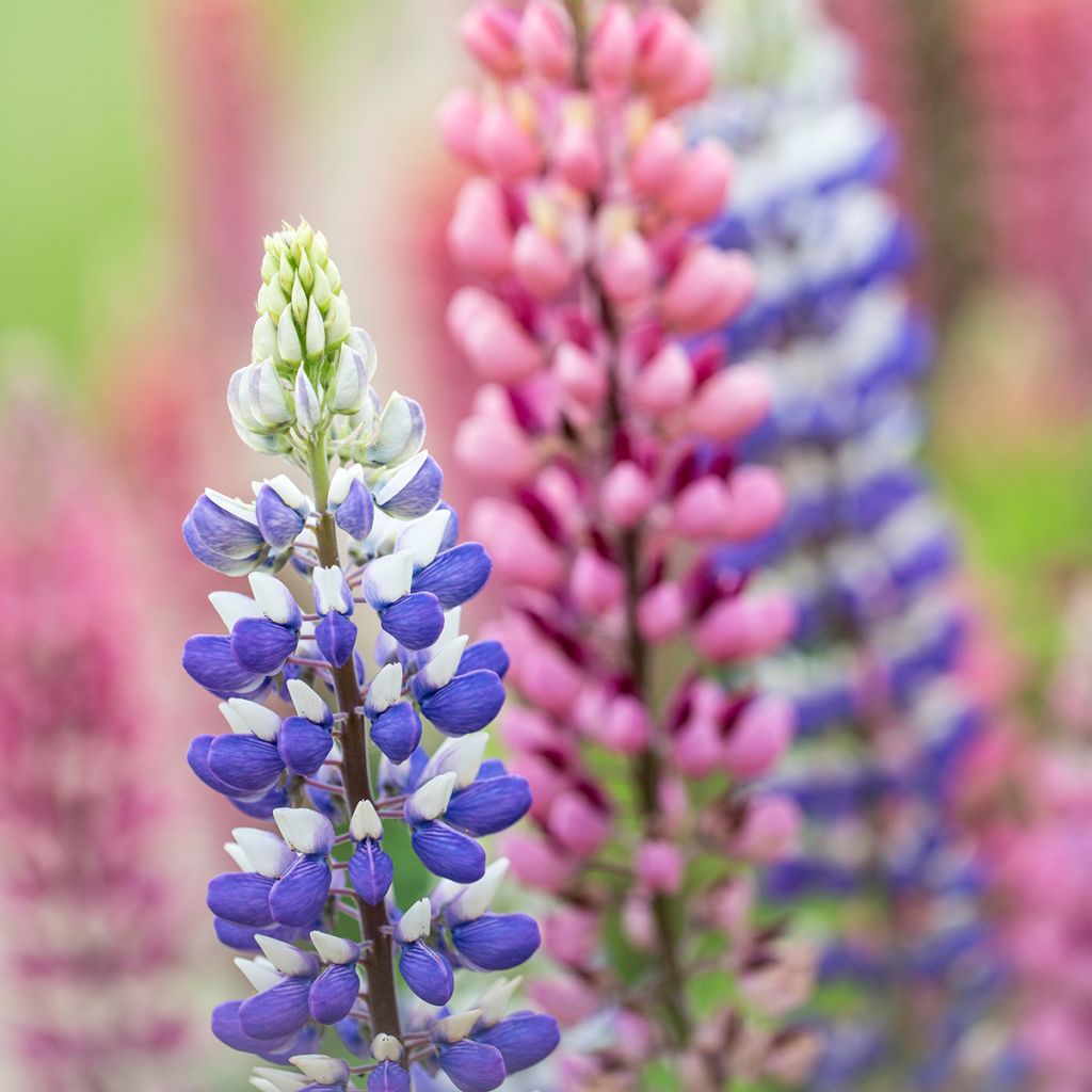 Lupinus West Country Persian Slipper