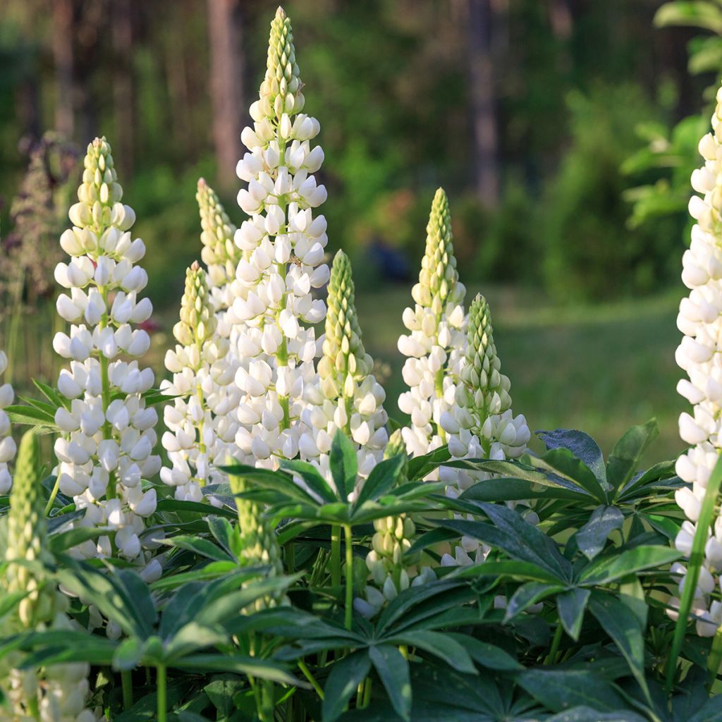 Lupinus West Country Polar Princess Branco