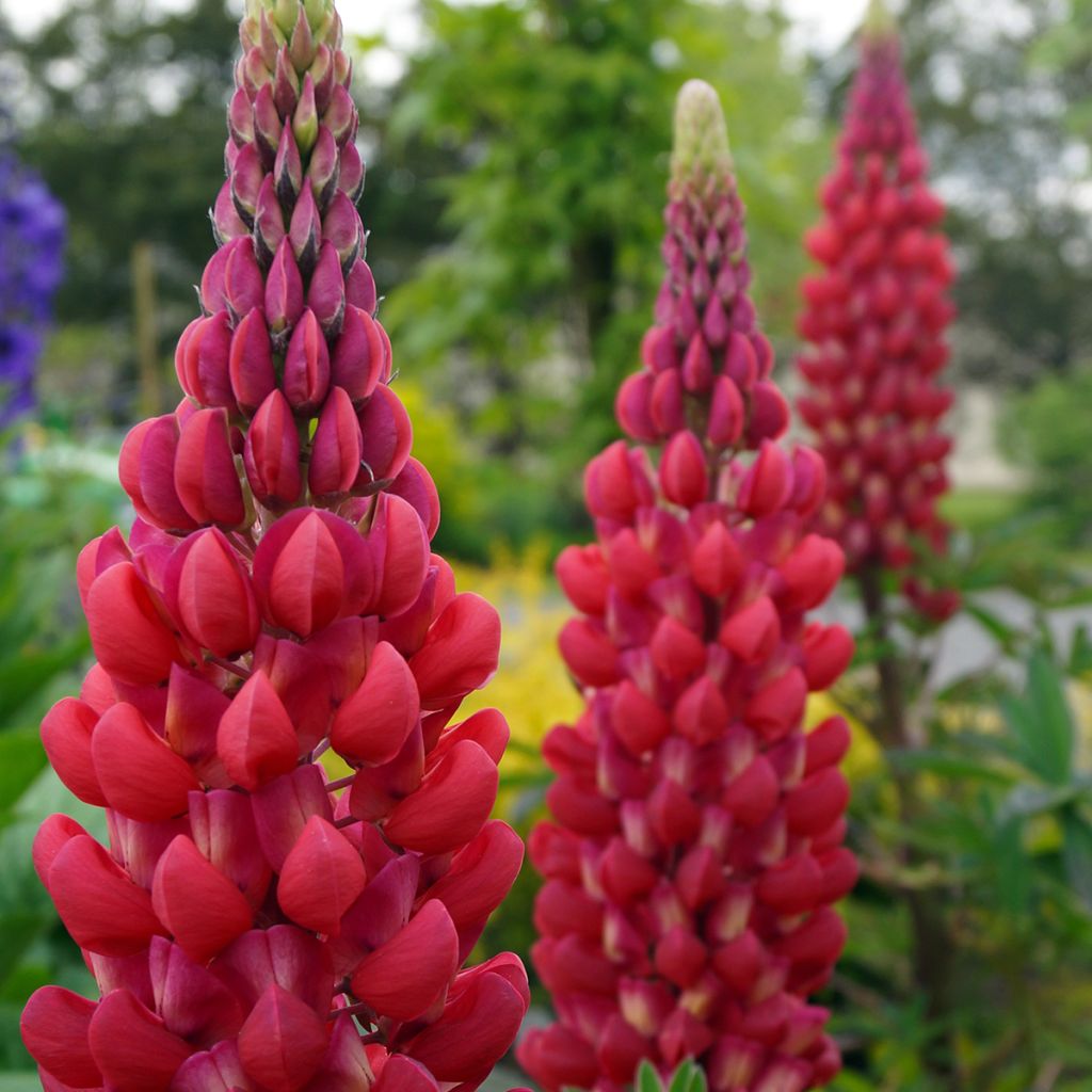 Lupinus West Country Red Rum