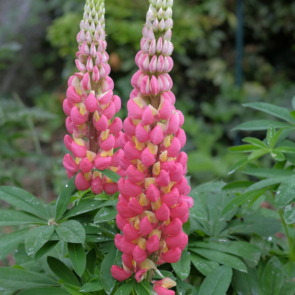 Lupinus West Country Tequila Flame