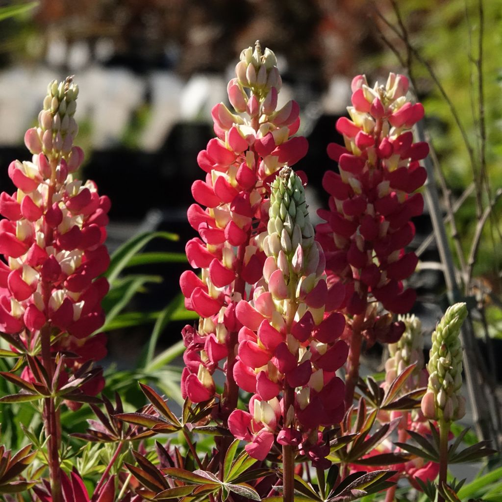 Lupinus West Country Tequila Flame