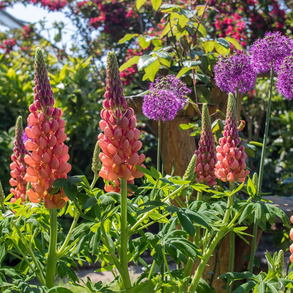 Lupinus West Country Terracotta