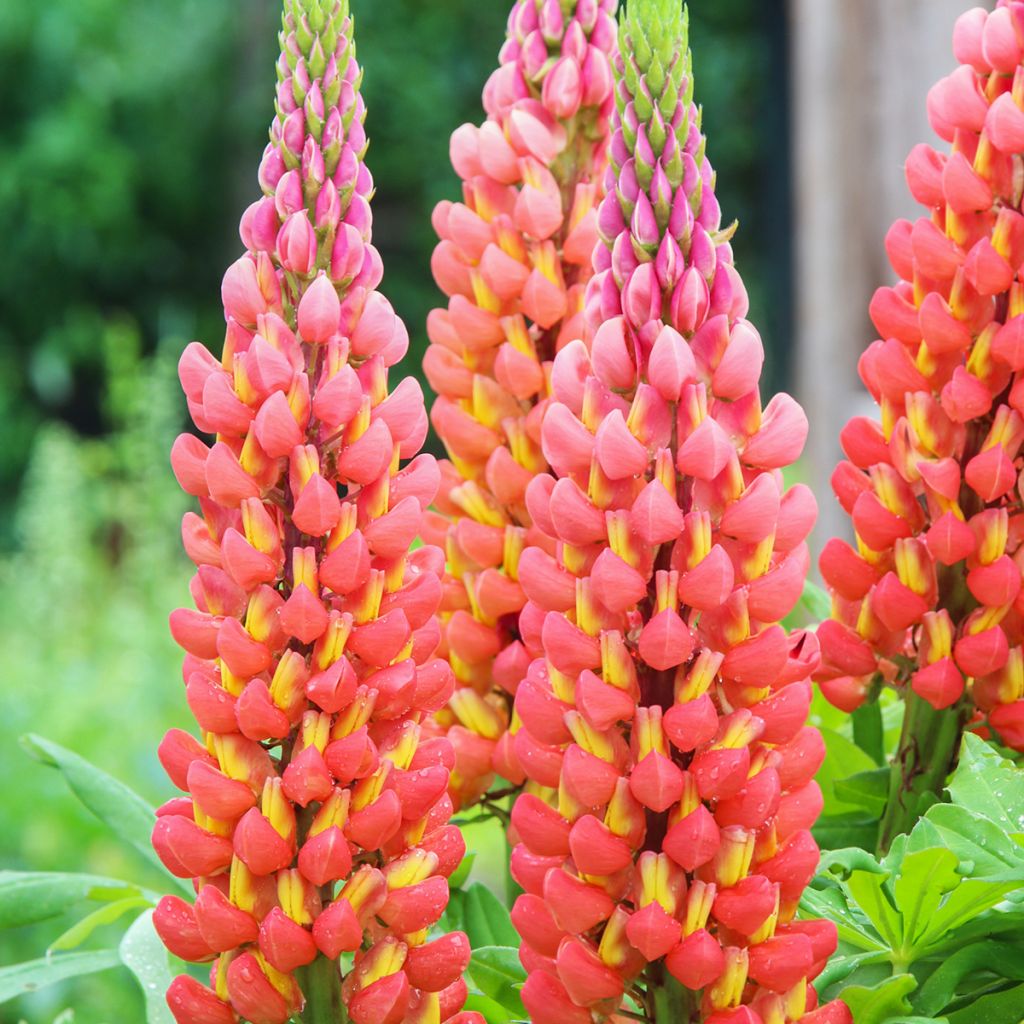 Lupinus West Country Terracotta
