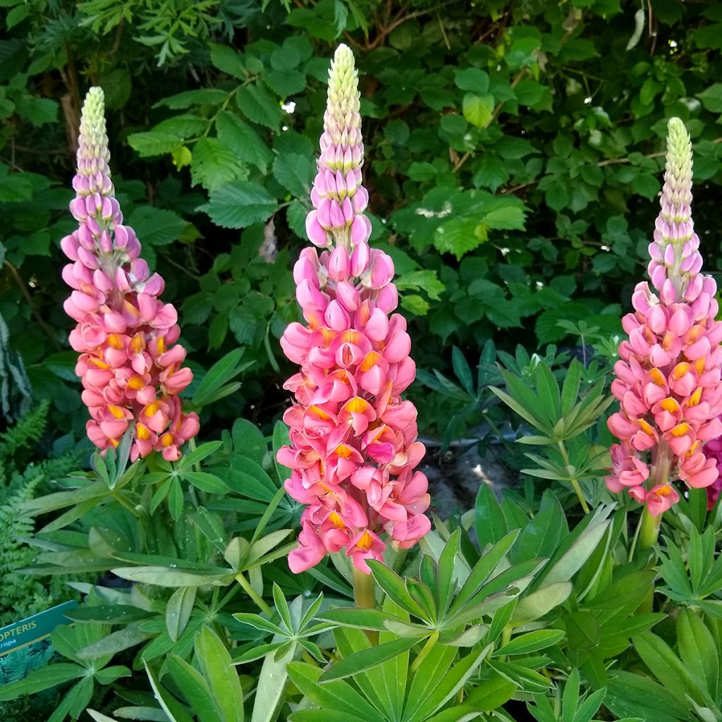 Lupinus West Country Terracotta