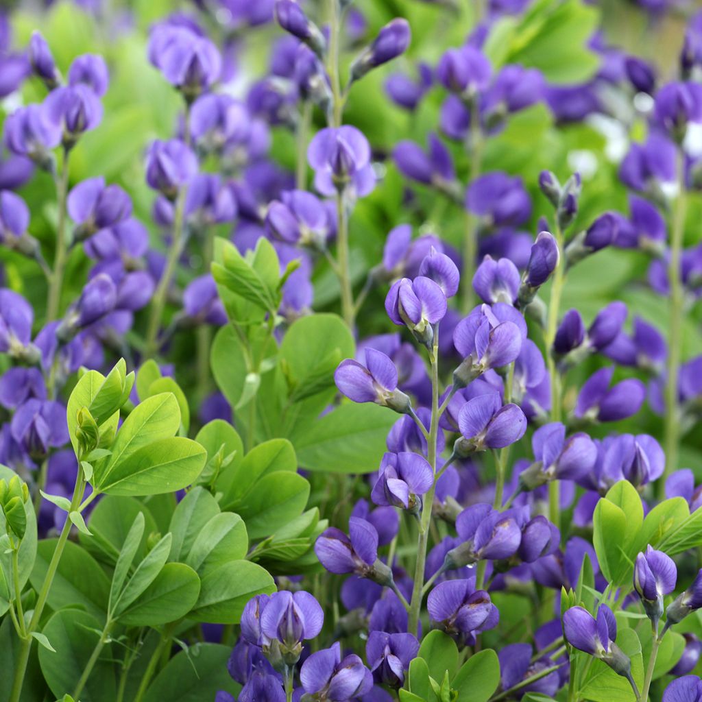Baptisia Purple Smoke em sementes